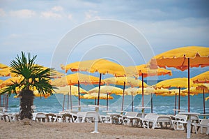 Empty beach, palm tree, yellow umbrellas, white chaise lounges. Â  No season, no tourists, assault warning